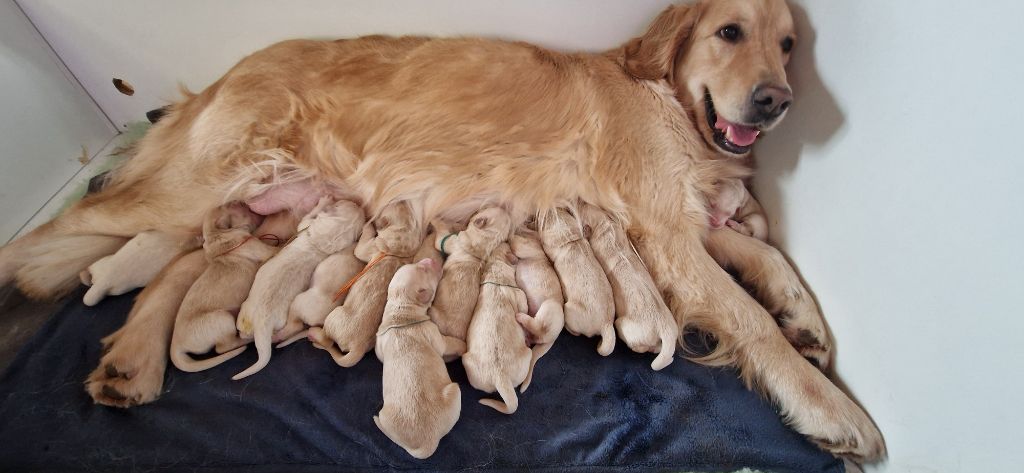 Tweedspey - Chiot disponible  - Golden Retriever