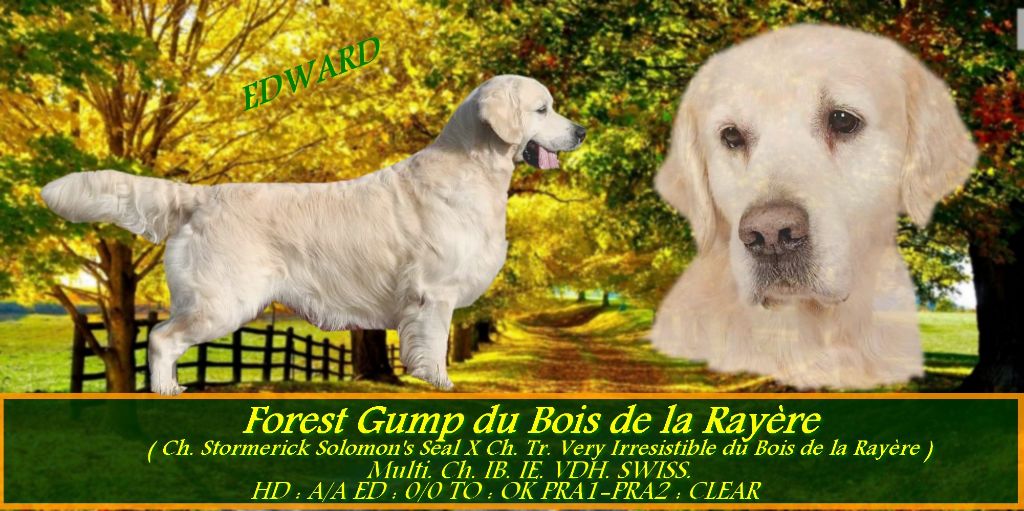 CH. Forest gump Du bois de la rayere