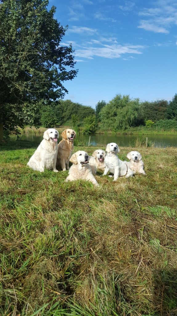La Vie de Golden