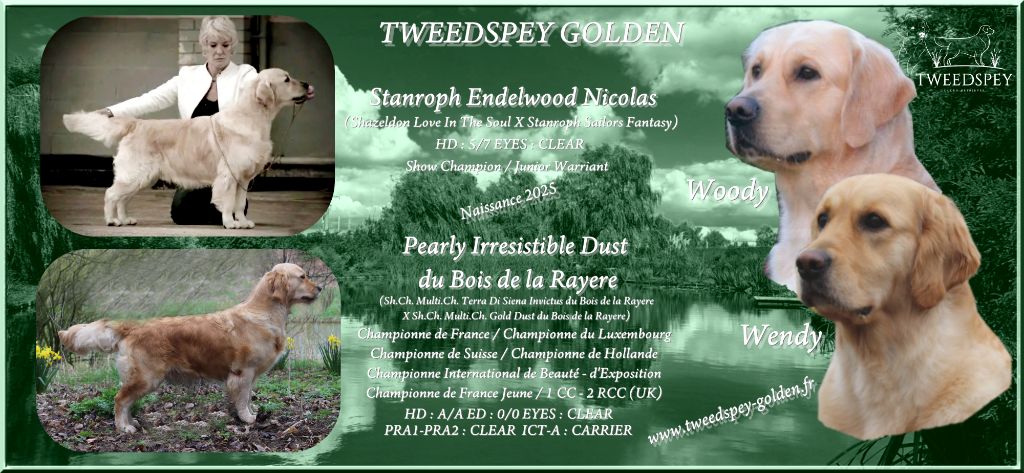 Tweedspey - Golden Retriever - Portée née le 10/02/2025